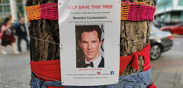 Help save a tree called Benedict Cumberbatch tree in Eustone