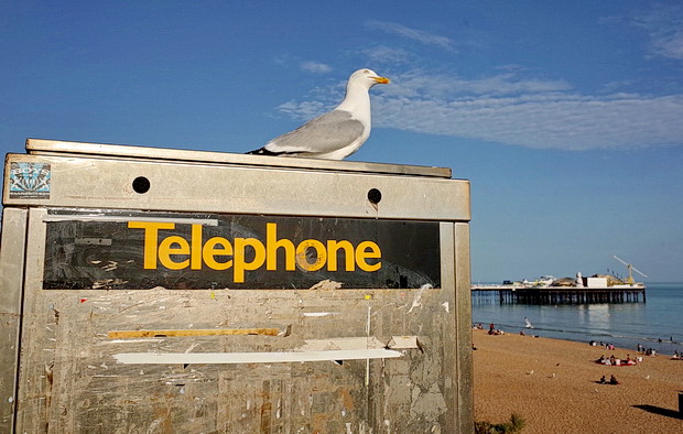 Brighton seagulls, skinheads, seaside and sun, photos taken on the south coast resort, June 2015
