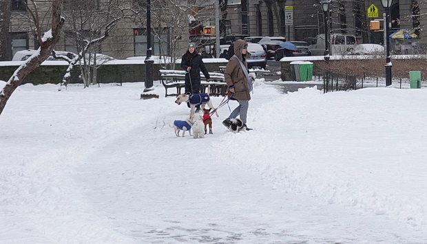 In photos: Central Park in the snow on St David's Day, New York, March 2019