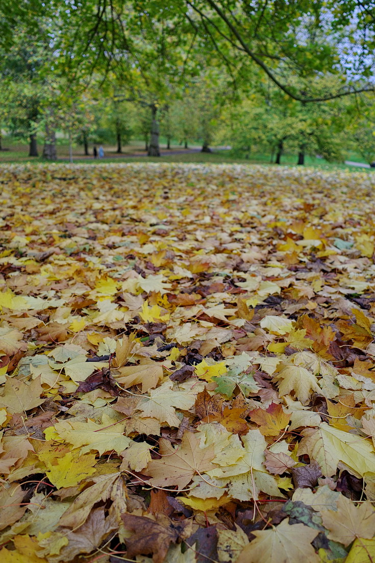 Green Park goes for the full autumnal colours, Nov 2020