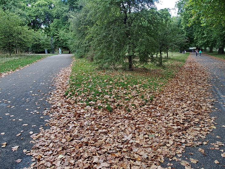 In photos: Green Park turns golden brown as trees shed their leaves during a 'false autumn' , Aug 2022