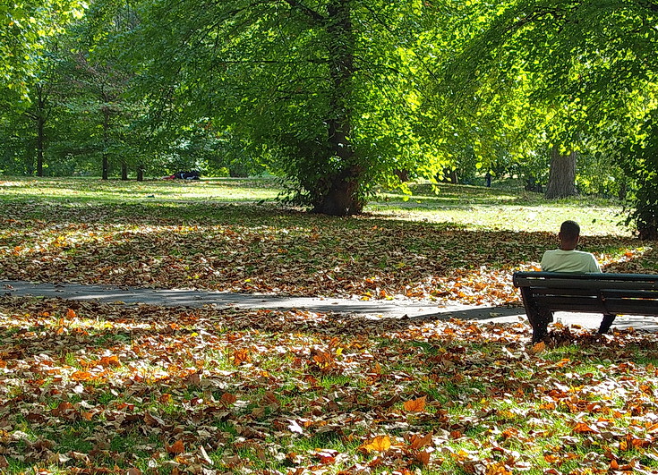 In photos: Green Park turns golden brown as trees shed their leaves during a 'false autumn' , Aug 2022