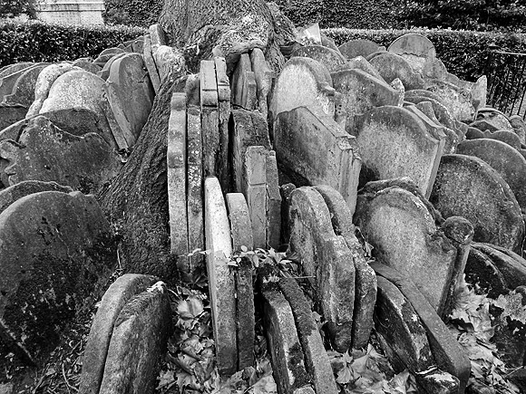 Gravestones in a tree - the Hardy Tree, St Pancras Churchyard
