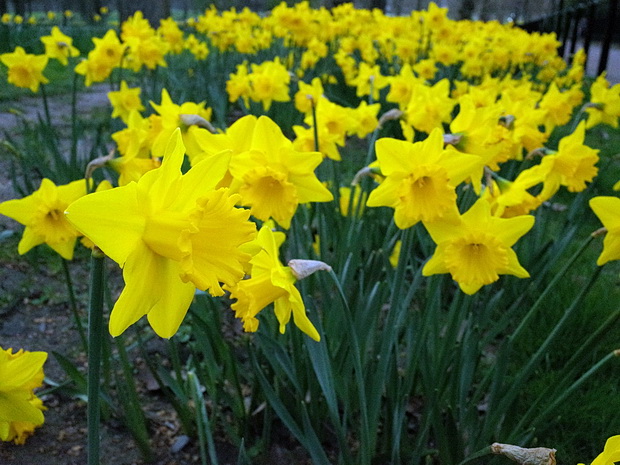 London in Spring - scenes by the River Thames and around the city, April 2015