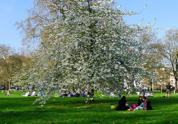 Spring has sprung in Green Park, London