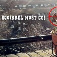 The Brixton Barrier Block squirrel and its wire chewing antics: now it’s WAR! A couple of weeks ago, I was rather amused at the sight of a squirrel scurrying around my balcony, nine floors up over Brixton. “How cute!” I thought, swiftly snapping off...