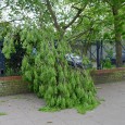 Tree branches crash down in breezy Coldharbour Lane, Brixton It was a breezy old day in Brixton yesterday, with several tree branches crashing down in the high winds.