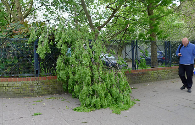 Tree branches crash down in breezy Coldharbour Lane, Brixton