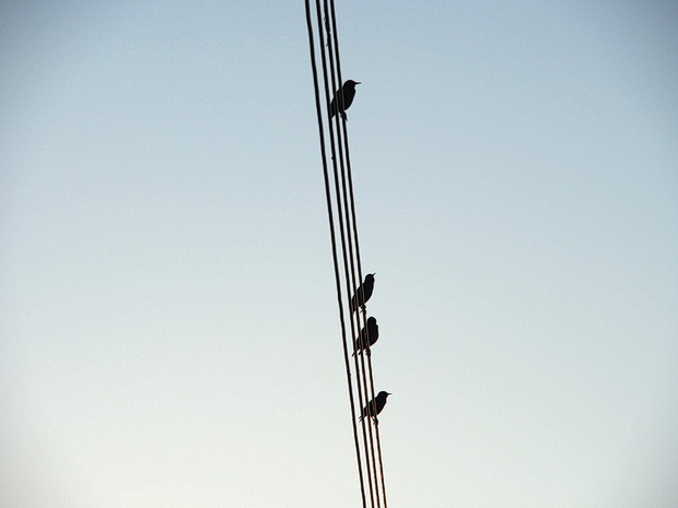 Birds on a wire, Canvey Island, Essex