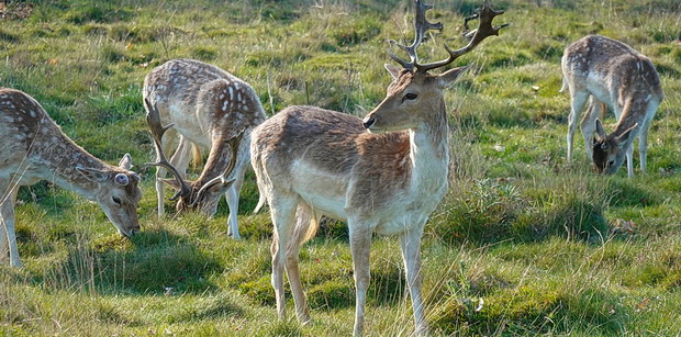 In photos: Deer, trees, lakes and sunshine: a day out in Richmond and Richmond Park, London