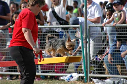 Delta Dog Display Team, Lambeth Country Show, Brockwell Park, Herne Hill, London 15th-16th July 2006