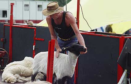 Sheep Shearing, Lambeth Country Fair, Brockwell Park, Herne Hill, London 17th-18th July 2004