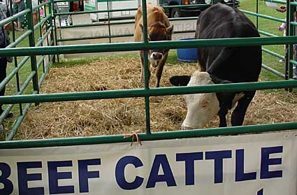 Beef cattle, Lambeth Country Fair, Brockwell Park, Herne Hill, London 17th-18th July 2004