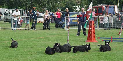 Terrier racing, Lambeth Country Fair, Brockwell Park, Herne Hill, London 17th-18th July 2004