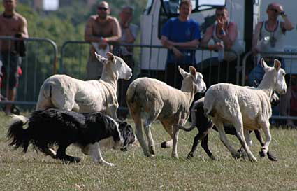Sheepdog action, Lambeth Country Fair, Brockwell Park, Herne Hill, London 16th-17th July 2005