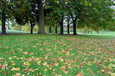Brockwell Park, Autumn