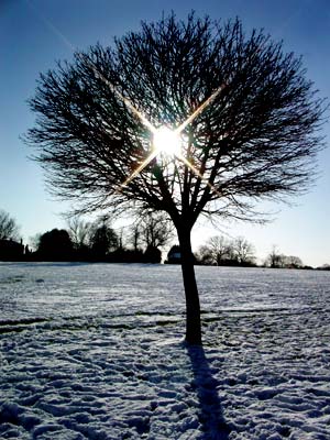 Low winter sun and tree, Brockwell Park, Herne Hill, London