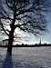 Trees, sun, snow in Brockwell Park