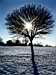 Sun and tree, Brockwel Park