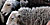 Sheep in St Pauls, June 2006, central London