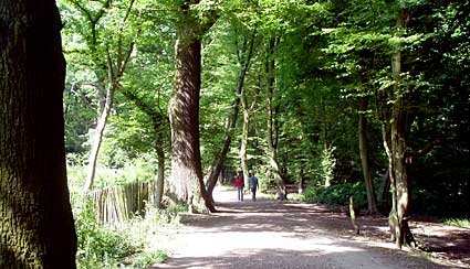 Walking through Highgate Wood. , along the route of the Finsbury Park to Highgate to Alexandra Palace railway, Parkland Walk, Haringey, London