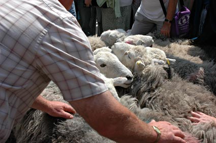 Sheep drive from Borough Market over the Millennium Bridge to Smithfield Market, London Biennale, 17th June 2006 