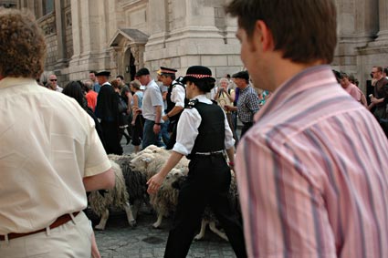 Sheep drive from Borough Market over the Millennium Bridge to Smithfield Market, London Biennale, 17th June 2006 