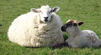 Sheep and lamb, on the way to Fulking, East Sussex, England