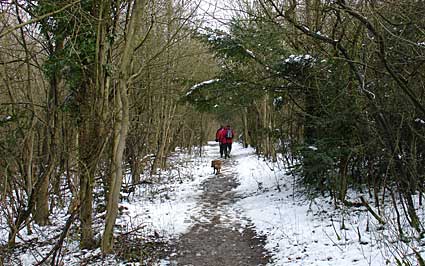 Greenhill Wood, North Downs way, Otford, Kent