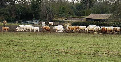 Osterley Park Farm, Osterley park, Osterley, west London, England