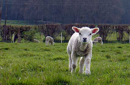 Cute lamb, East Sussex