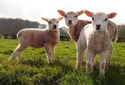 Lambs in spring, East Sussex