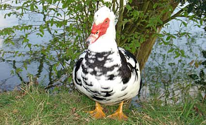 Weird duck like thing, Bodiam castle, Bodiam, east Sussex