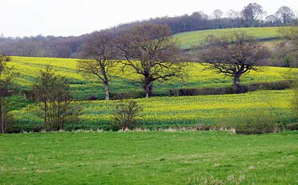 Rapeseed fields, near Northlands, East Sussex