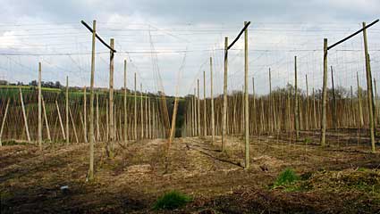 Hop orchard, east Sussex