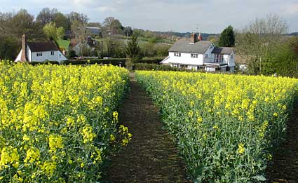 Walking up a rapeseed hill