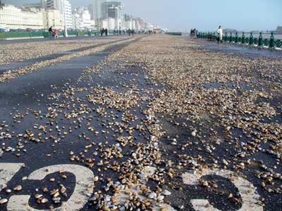 Pebbles on the promenade, Brighton, Jan 2003