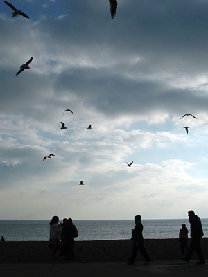 Seagulls overhead, Brighton beach, Brighton, East Sussex