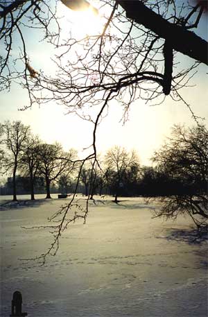 Frozen pond, winter sunlight