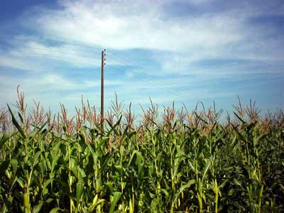 Corn field and blue sky, Benodet, France