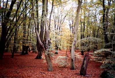 Autumn, Epping Forest, England
