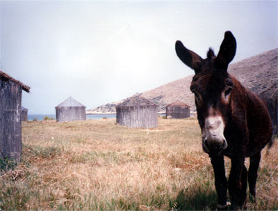 Curious donkey, Ios, Cyclades Islands