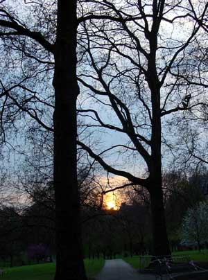 Green Park at dusk, London
