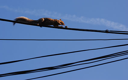 Squirrel on the move, Greenpoint, Brooklyn, New York, NYC, US