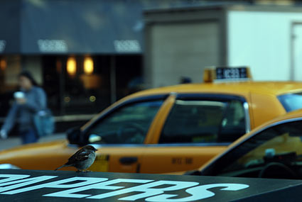 Sparrow on Third Avenue, Midtown Manhattan, New York, NYC, November 2006