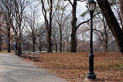 Bare trees, Central Park. Manhattan, New York, NYC, November 2006