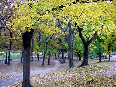 Central Park, autumnal trees