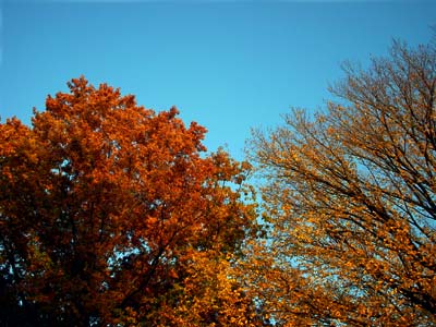 Autumnal shades, Central Park, Manhattan, New York