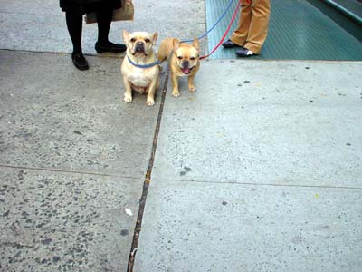 Dogs for the rich, SoHo, Manhattan, New York