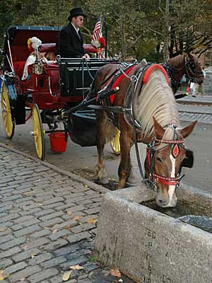 Horse taking water, Central Park, Manhattan, New York, NYC, USA